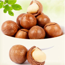 Macadamia Nuts Raw Salted Roasted Healthy Food Macadamia in Shell